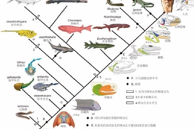 科学家首次揭示人类的中耳曾是鱼类用来呼吸的鳃